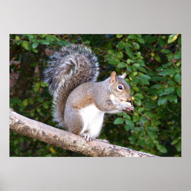 Squrrel Eating Bread Poster (Front)