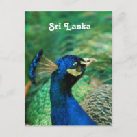 Sri Lanka Peafowl
