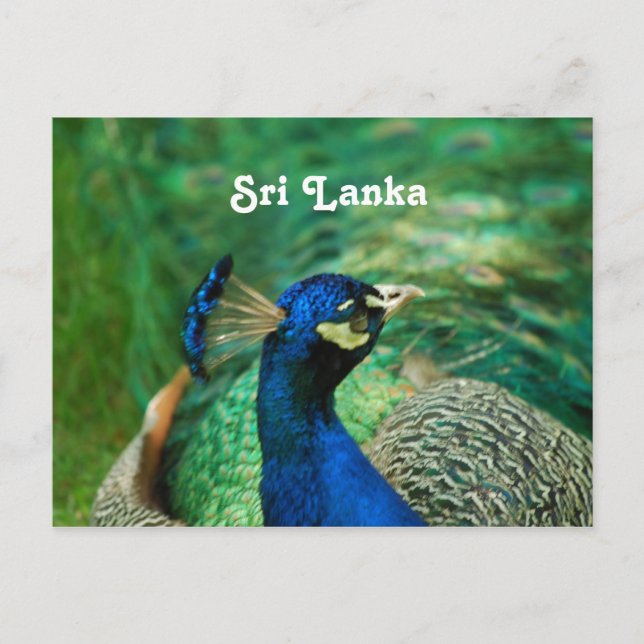 Sri Lanka Peafowl Postcard (Front)