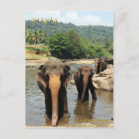 Sri Lanka, Pinnawala Elephant Orphanage