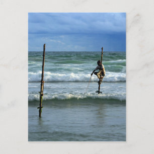Sri Lanka stick fisherman Postcard