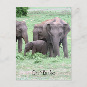 sri lankan elephants postcard