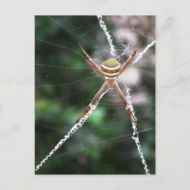 St Andrews Cross Spider Postcard (Front)