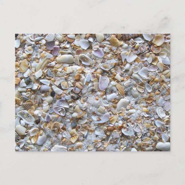 St. Augustine Beach Sand and Tiny Shells Postcard (Front)