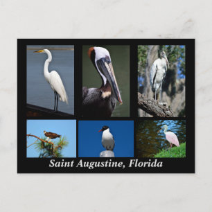 St. Augustine, Florida Tropical Birds Postcard
