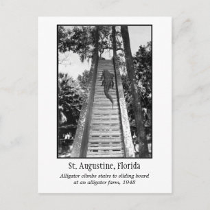 St. Augustine retro alligator Postcard