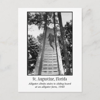 St. Augustine retro alligator Postcard