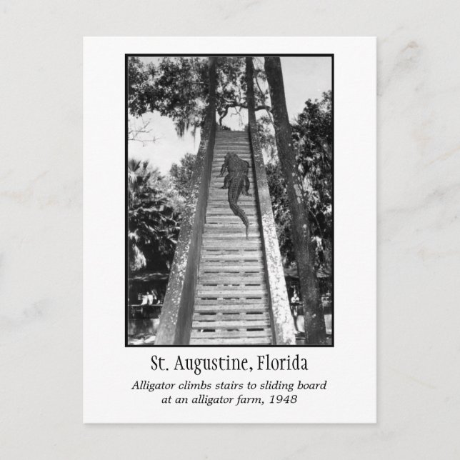 St. Augustine retro alligator Postcard (Front)