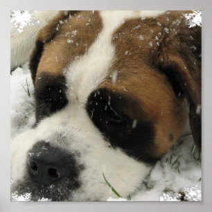 St Bernard Canvas Print