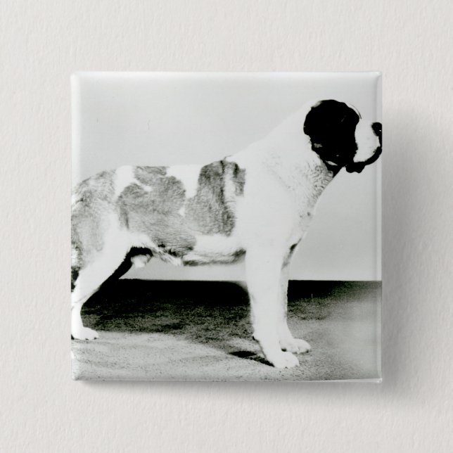 St. Bernard Dog 15 Cm Square Badge (Front)