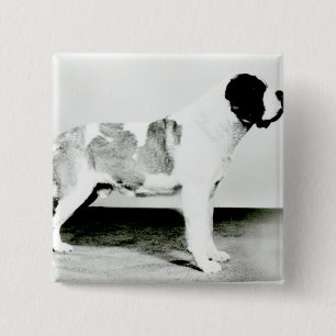St. Bernard Dog 15 Cm Square Badge