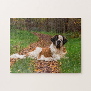 St Bernard dog in Autumn Jigsaw Puzzle