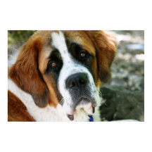 st bernard dog post