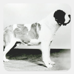 St. Bernard Dog Square Sticker