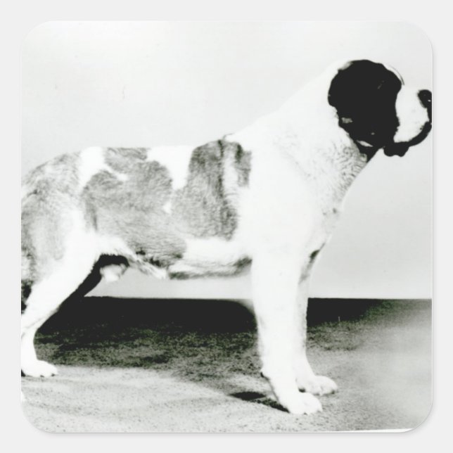 St. Bernard Dog Square Sticker (Front)