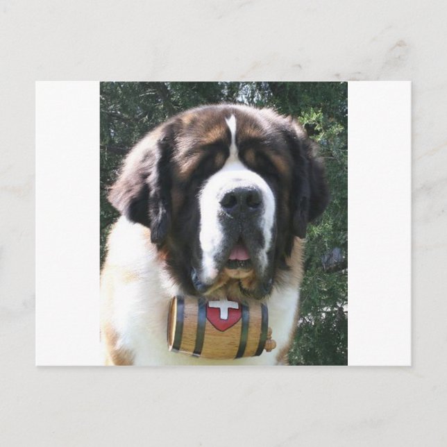 St-bernard Postcard (Front)