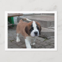 st bernard pup.png