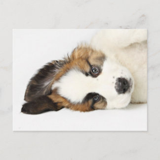 St. Bernard Puppy Postcard