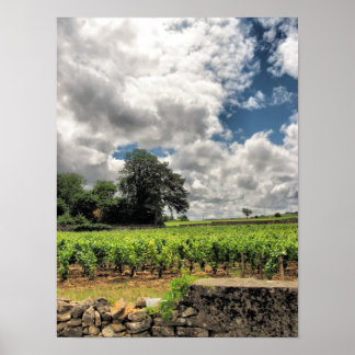 St. Emillion vineyards Poster