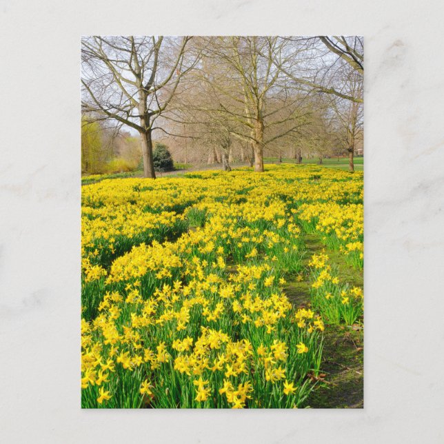 St James's Park London UK Postcard (Front)