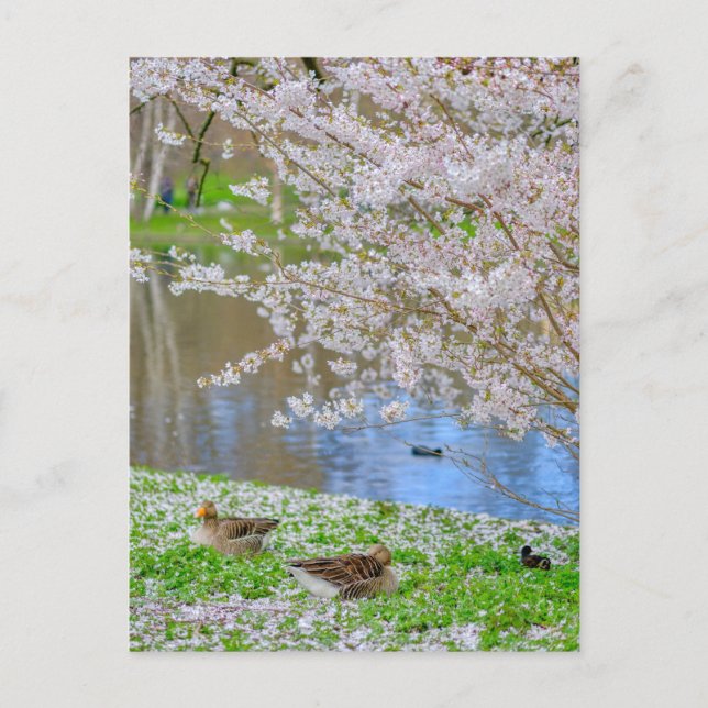 St James's Park London UK Postcard (Front)