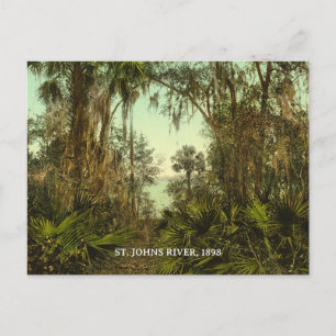 St. Johns River Florida 1898 Photo Postcard
