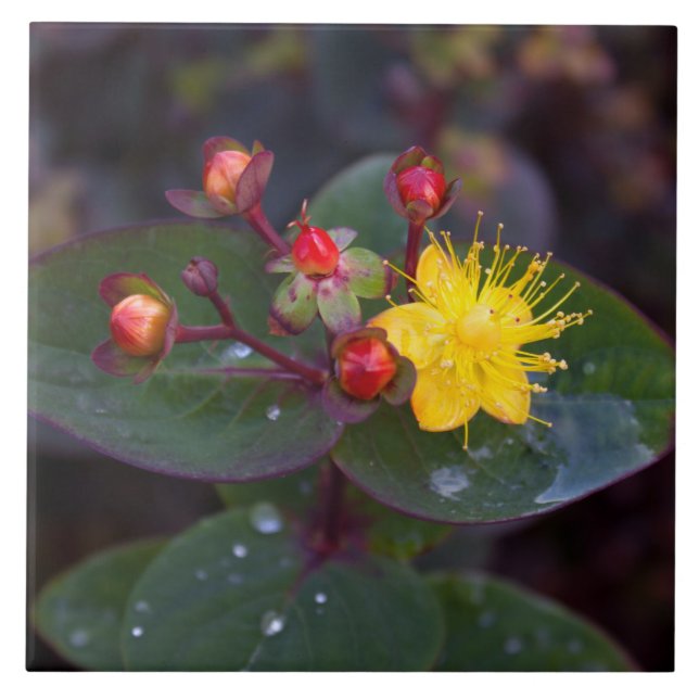 St. John's Wort Decorative Tile (Front)