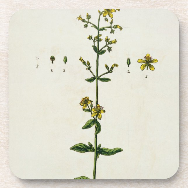 St. John's Wort, plate 15 from 'A Curious Herbal', Coaster (Front)