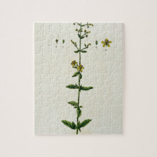 St. John's Wort, plate 15 from 'A Curious Herbal', Jigsaw Puzzle