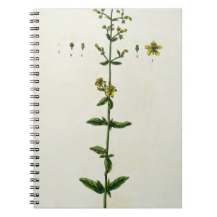 St. John's Wort, plate 15 from 'A Curious Herbal', Notebook