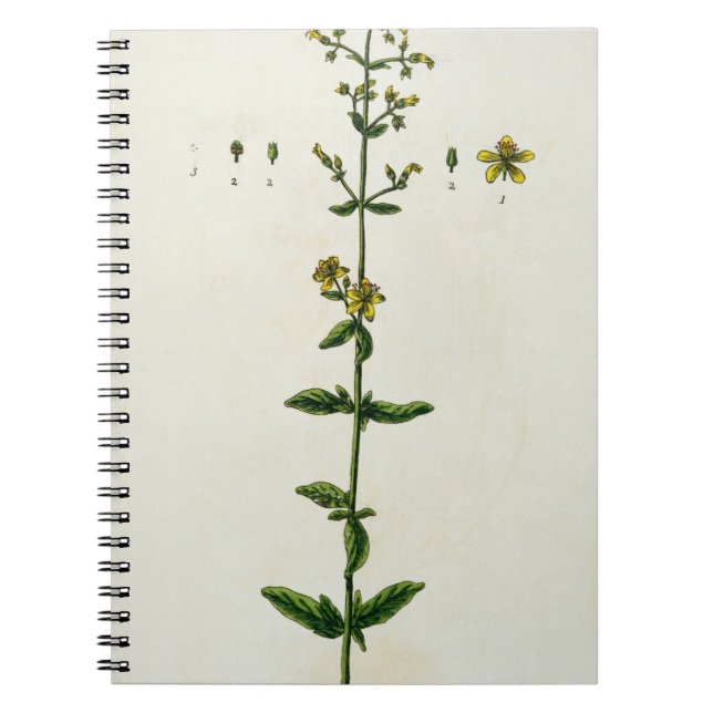 St. John's Wort, plate 15 from 'A Curious Herbal', Notebook (Front)