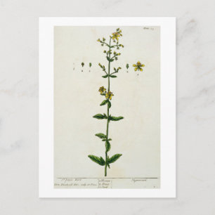 St. John's Wort, plate 15 from 'A Curious Herbal', Postcard