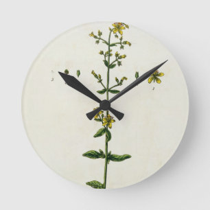 St. John's Wort, plate 15 from 'A Curious Herbal', Round Clock
