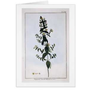 St. John's Wort, plate 62, from 'Collection Precie