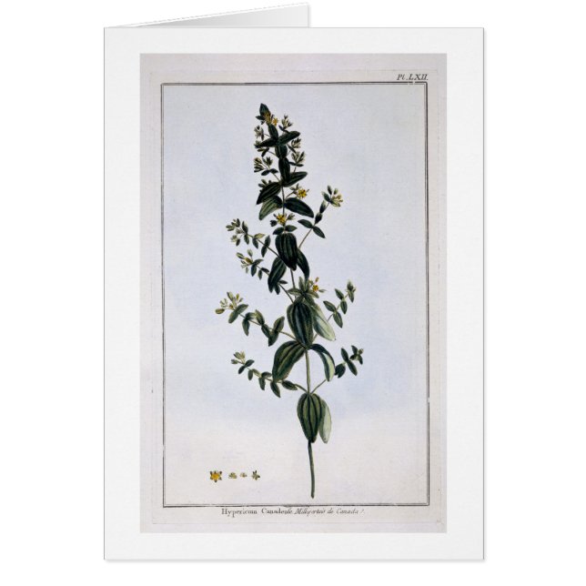 St. John's Wort, plate 62, from 'Collection Precie (Front)