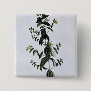 St. John's Wort, plate 62, from 'Collection Precie 15 Cm Square Badge