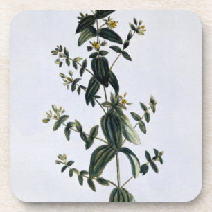 St. John's Wort, plate 62, from 'Collection Precie Coaster