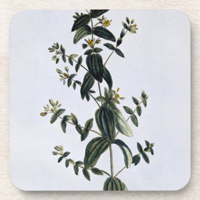 St. John's Wort, plate 62, from 'Collection Precie Coaster (Front)
