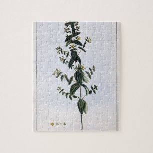 St. John's Wort, plate 62, from 'Collection Precie Jigsaw Puzzle