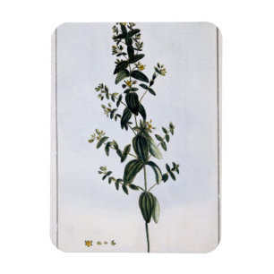 St. John's Wort, plate 62, from 'Collection Precie Magnet