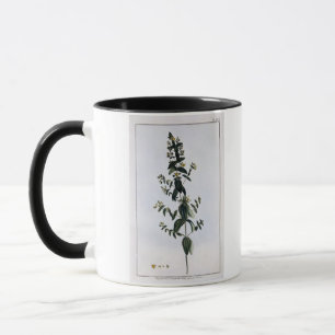 St. John's Wort, plate 62, from 'Collection Precie Mug