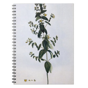 St. John's Wort, plate 62, from 'Collection Precie Notebook