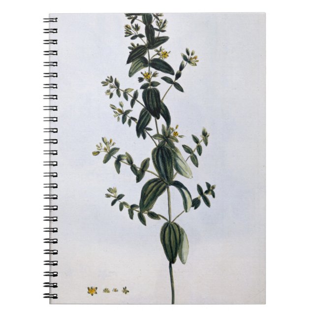St. John's Wort, plate 62, from 'Collection Precie Notebook (Front)