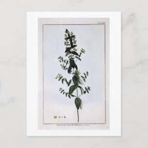 St. John's Wort, plate 62, from 'Collection Precie Postcard