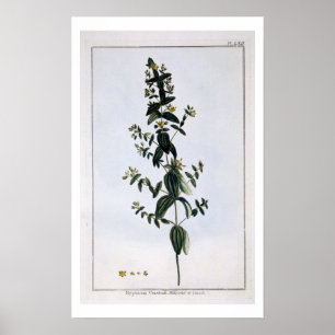 St. John's Wort, plate 62, from 'Collection Precie Poster
