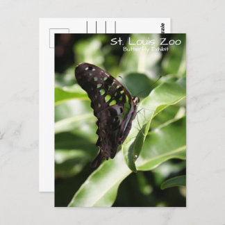 St. Louis Zoo Green Butterfly Postcard
