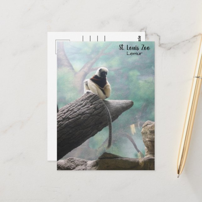 St. Louis Zoo Lemur Postcard (Front/Back In Situ)