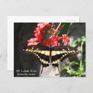 St. Louis Zoo Yellow Butterfly Postcard
