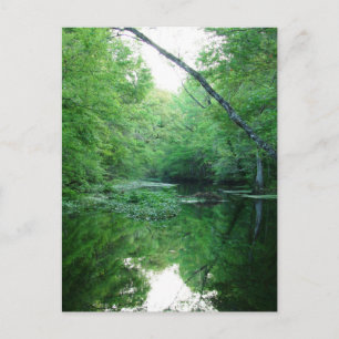 St. Marks River Postcard