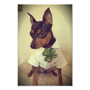 St. Min Pin Photo Print